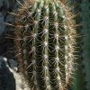 Trichocereus_pasacana_1